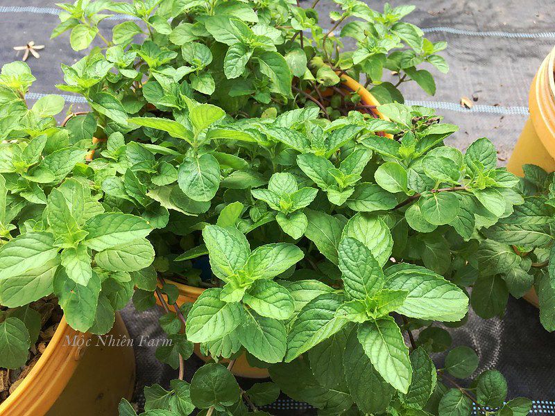 Cây bạc hà Mỹ (Berries & cream mint)