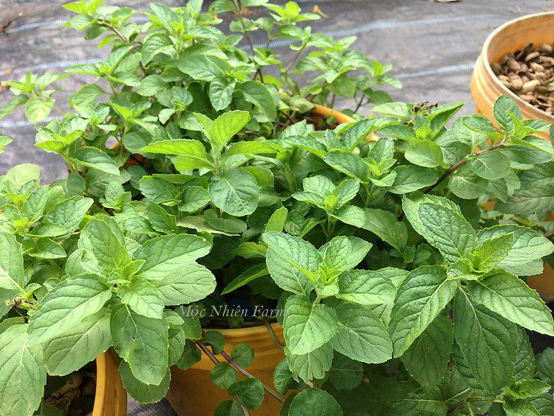Cây bạc hà Mỹ (Berries & cream mint)