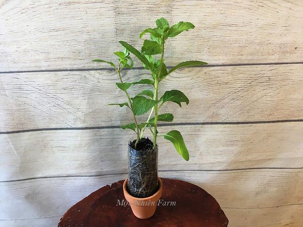  Cây bạc hà Mỹ (Berries & cream mint) 