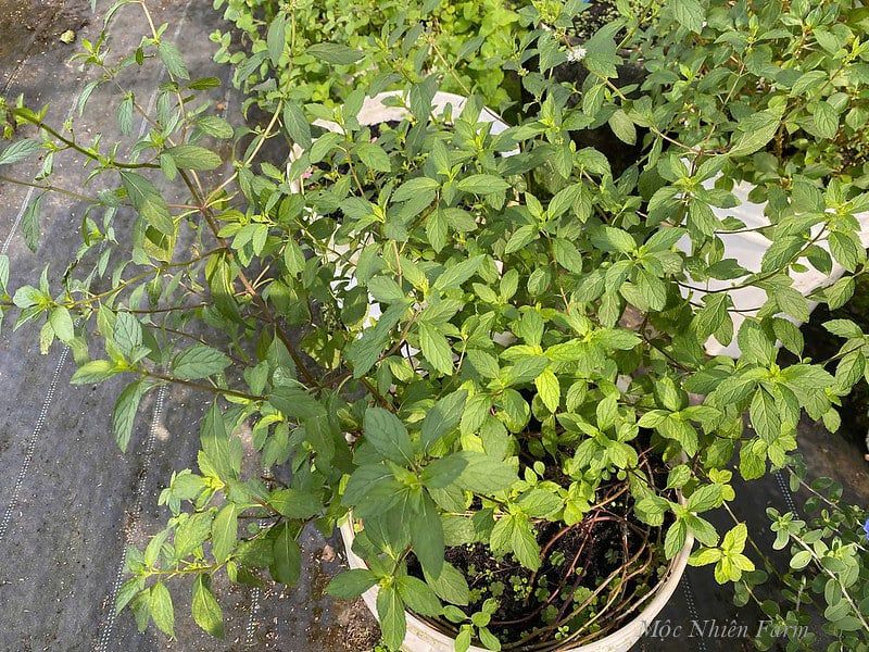 Bạc hà tiêu (Peppermint)