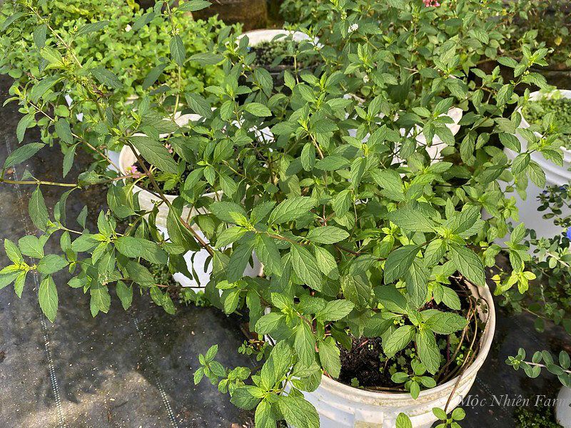 Bạc hà tiêu (Peppermint)