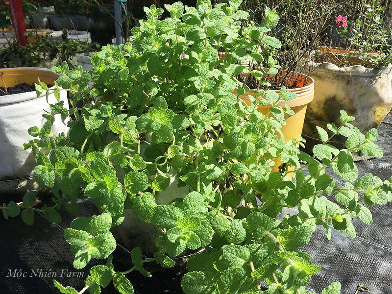 Bạc hà táo (Apple mint)