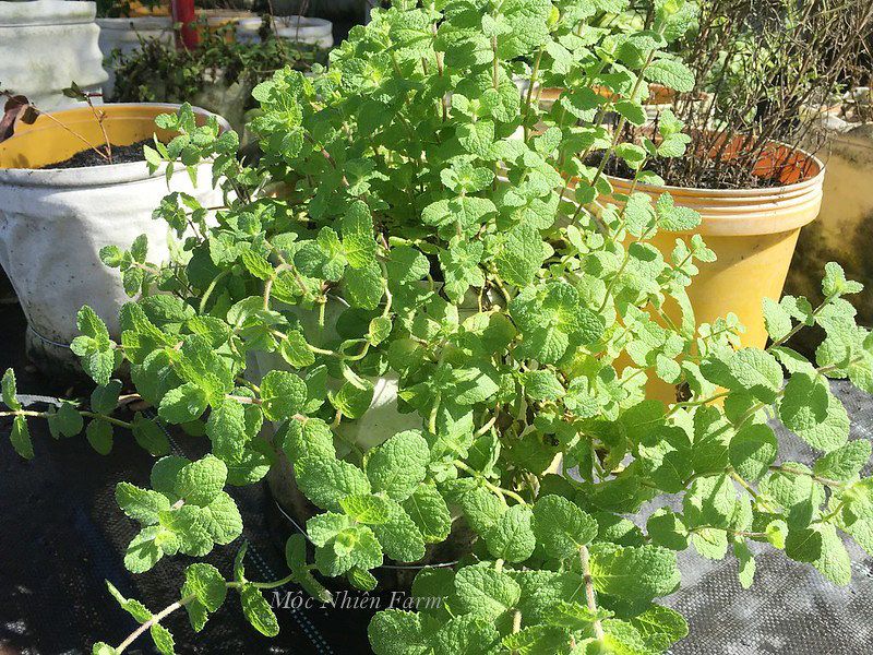 Bạc hà táo (Apple mint)