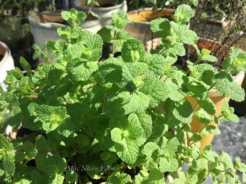 Bạc hà táo (Apple mint)