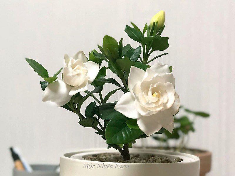 Bạch thiên hương kép lùn A1