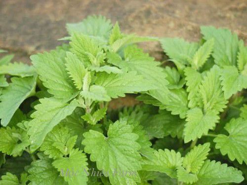 Bạc hà mèo (Catnip)