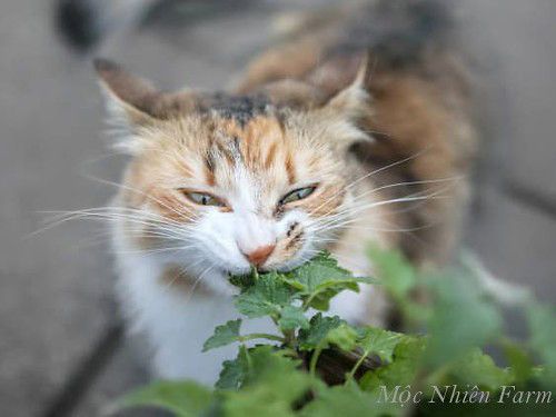  Bạc hà mèo (Catnip) 