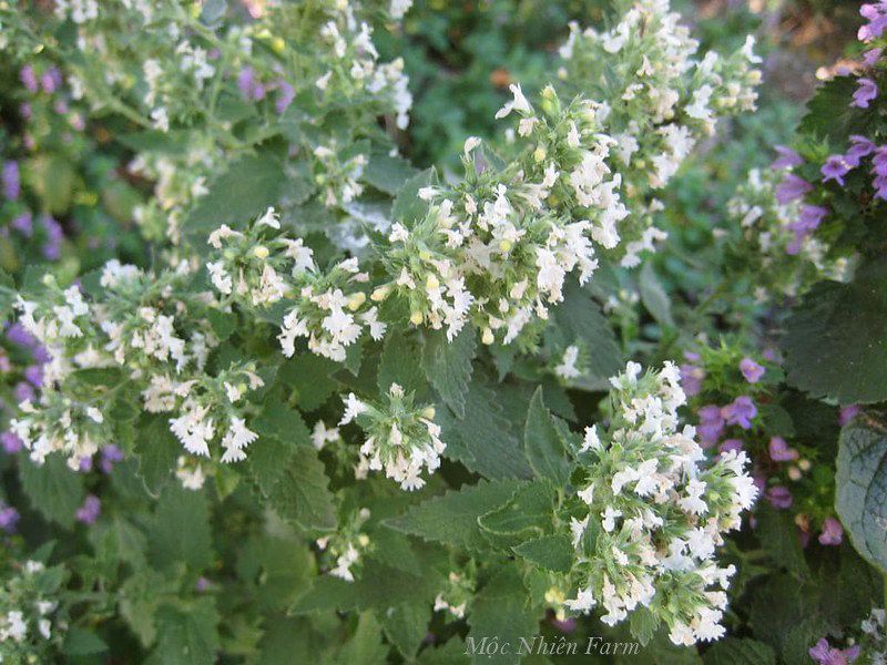 Bạc hà mèo (Catnip)