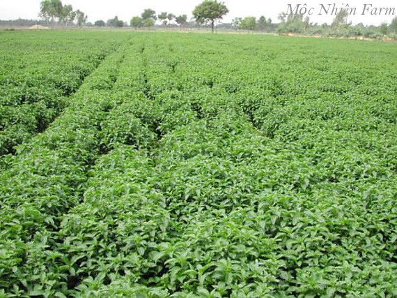  Bạc hà Pháp, Âu (Cornmint) 