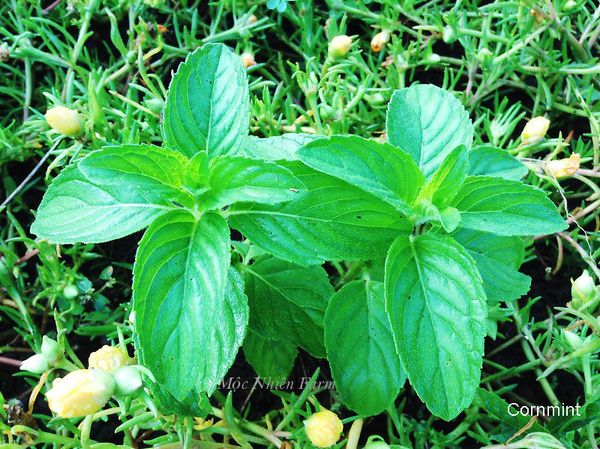  Bạc hà Pháp, Âu (Cornmint) 