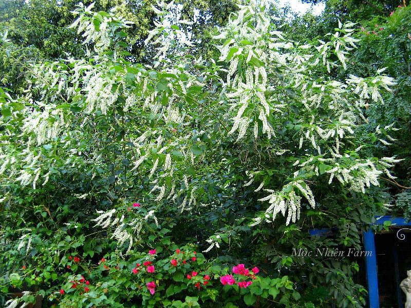 Cây bạch trầm hương