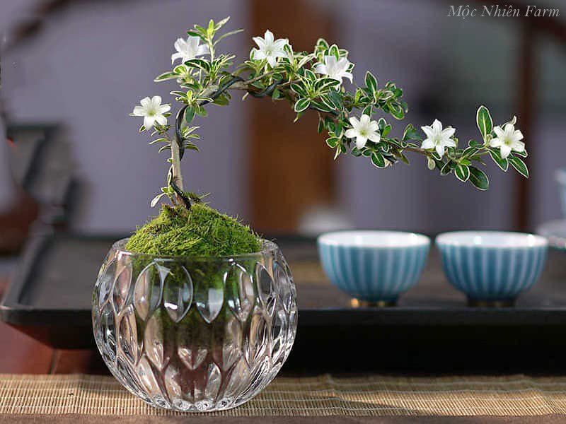 Cây bạch tuyết mai