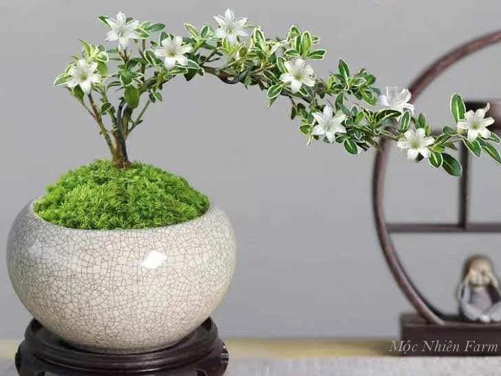 Cây bạch tuyết mai