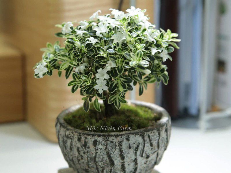 Cây bạch tuyết mai