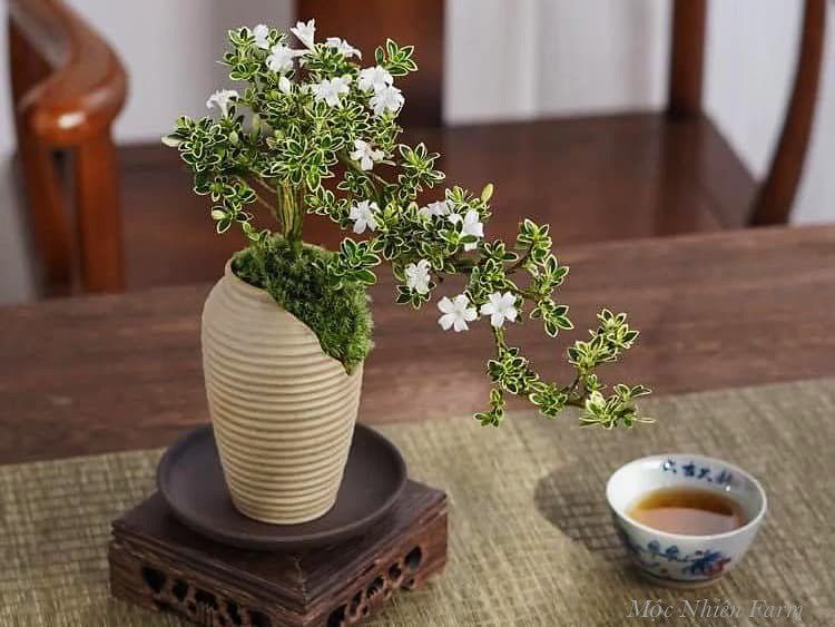 Cây bạch tuyết mai