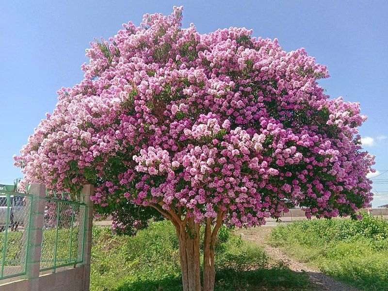 Cây bằng lăng Bình Thuận