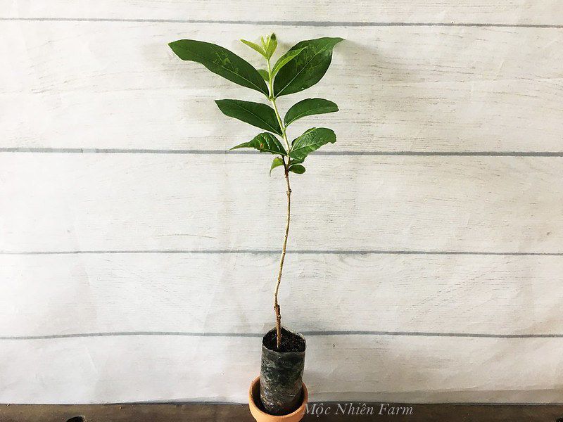 Cây bằng lăng Bình Thuận