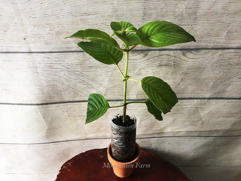 Cây bướm bạc đỏ A1
