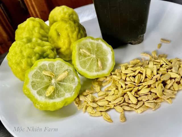 Cây chúc (chanh Thái)
