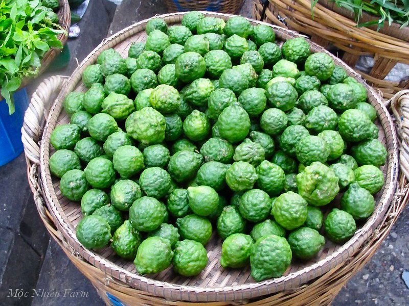 Cây chúc (chanh Thái)