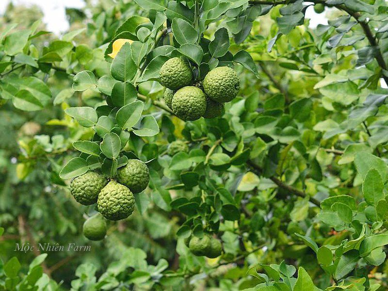 Cây chúc (chanh Thái)