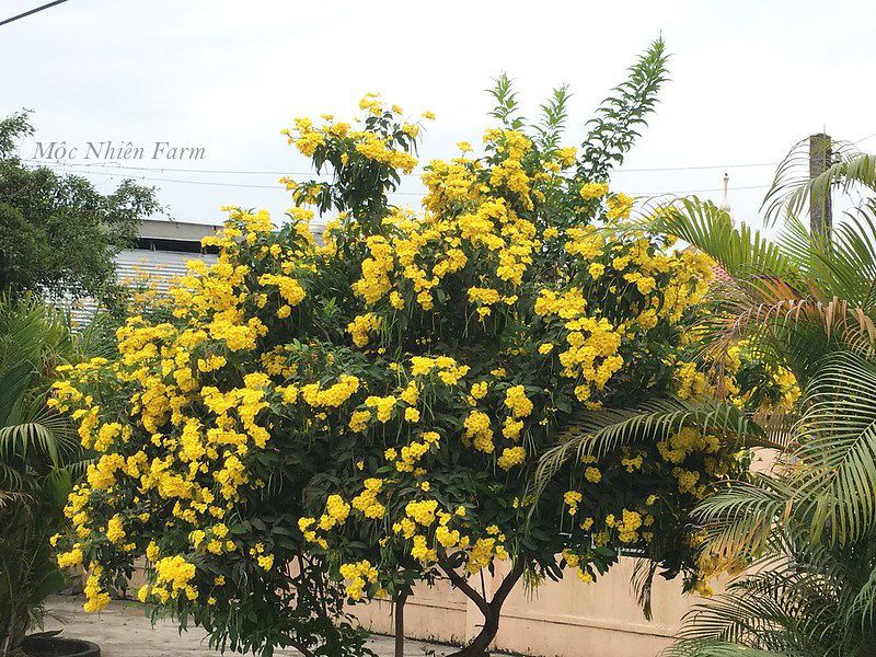 Cây chuông vàng