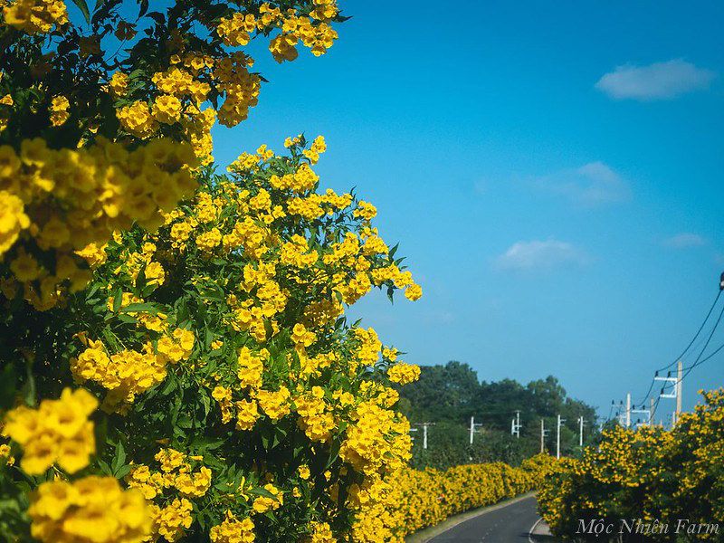 Cây chuông vàng