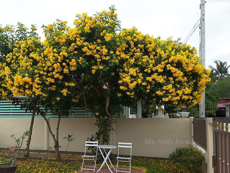 Cây chuông vàng
