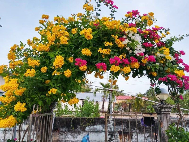 Cây chuông vàng