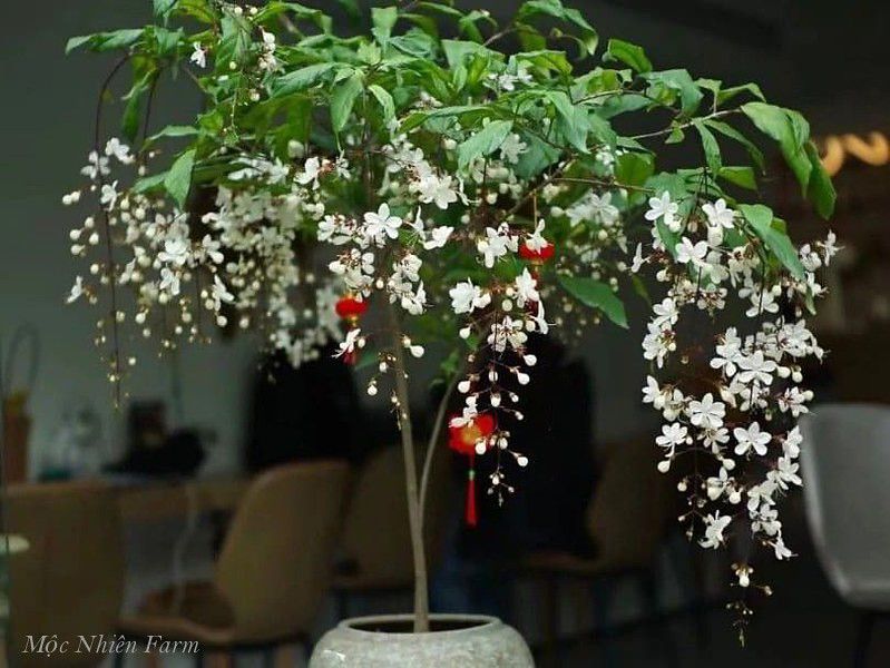 Cây dạ ngọc minh châu