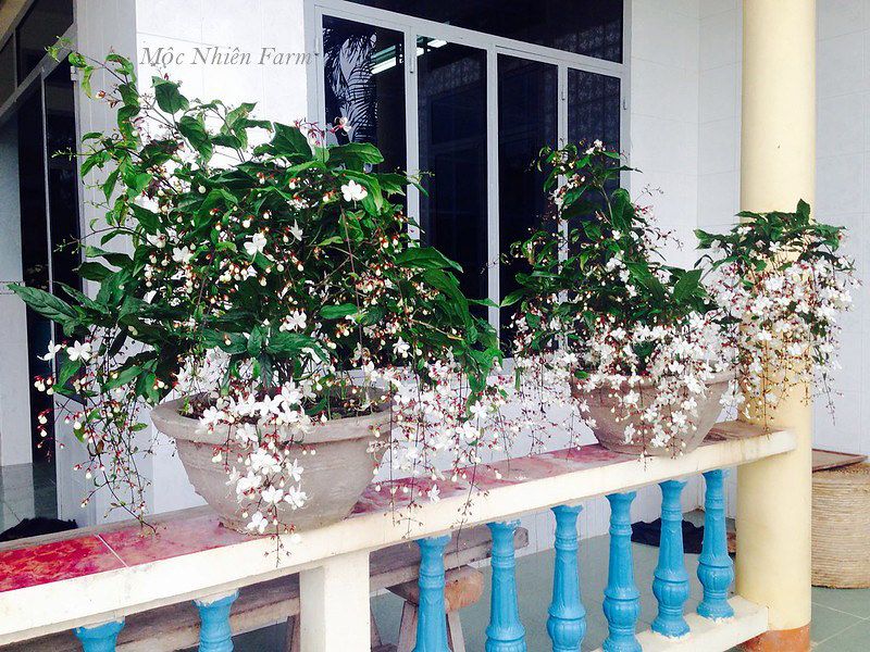 Cây dạ ngọc minh châu