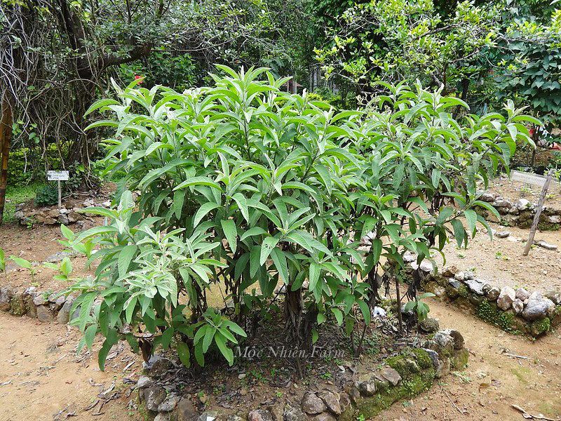 Cây đại bi