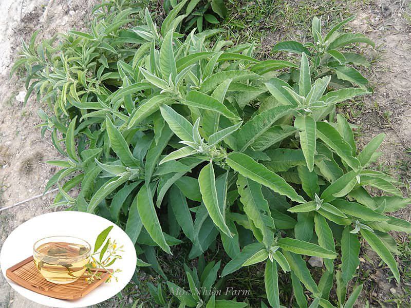 Cây đại bi