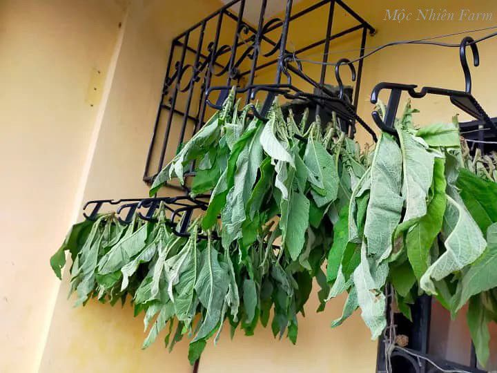 Cây đại bi