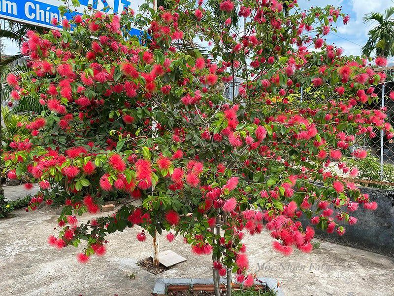 Cây điệp lào đỏ lá lớn B1