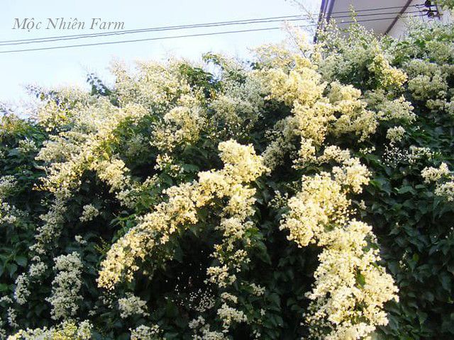 Đinh hương Nhật Bản