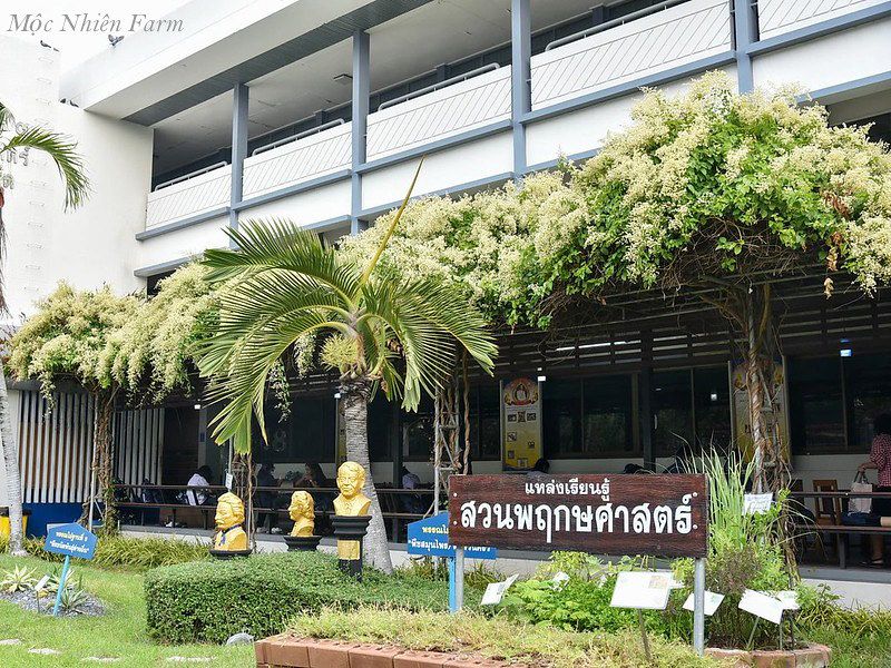 Đinh hương Nhật Bản