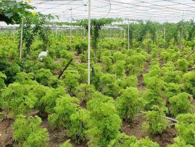 Cây đinh lăng lá nhỏ D1