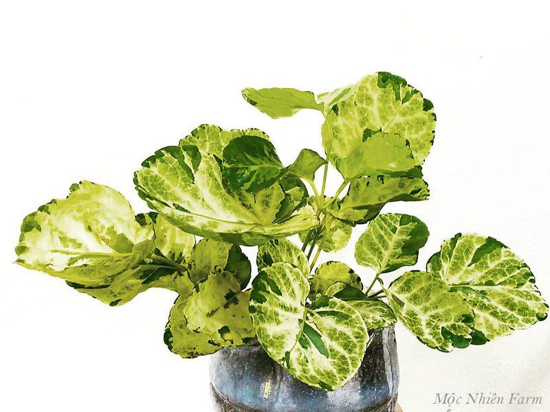 Cây đinh lăng cẩm thạch B1