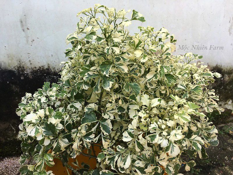 Cây đinh lăng cẩm thạch C1