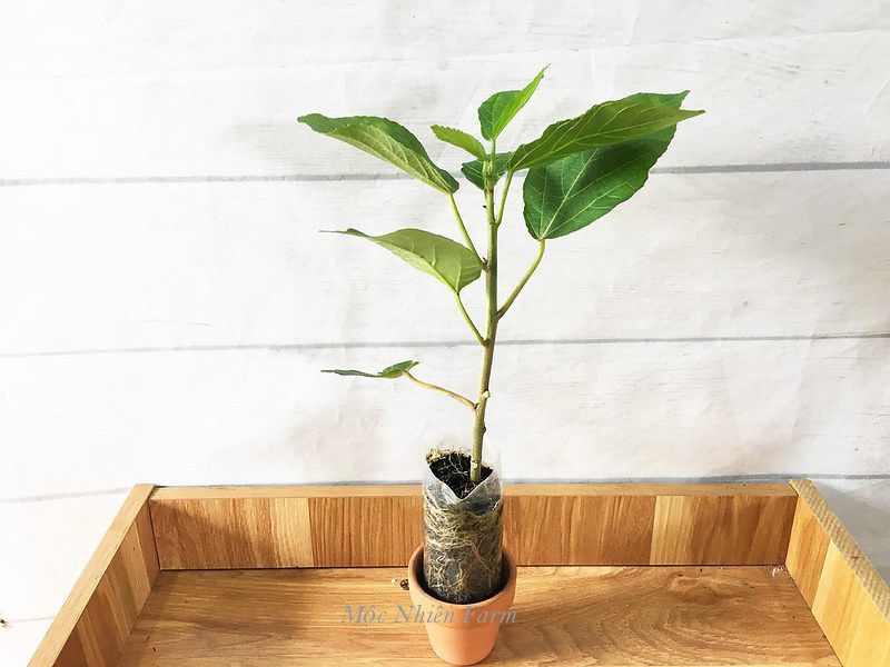 Cây đuôi chồn đỏ