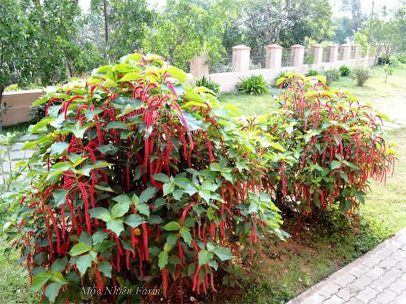 Cây đuôi chồn đỏ