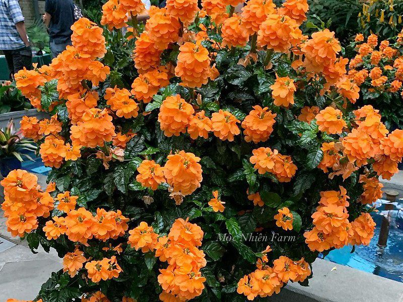 Cây hỏa hoàng cam A1