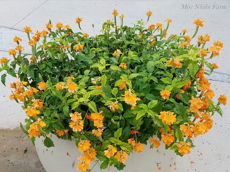Cây hỏa hoàng cam A1