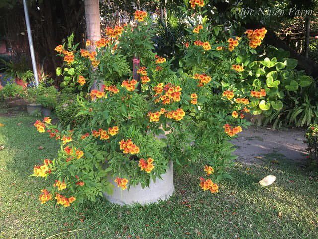 Cây hoàng yến cam