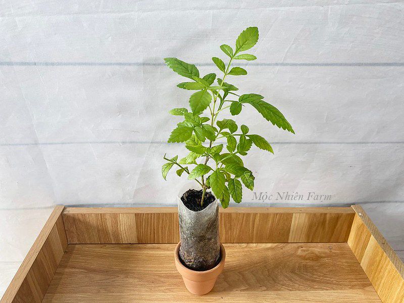 Cây hoàng yến cam