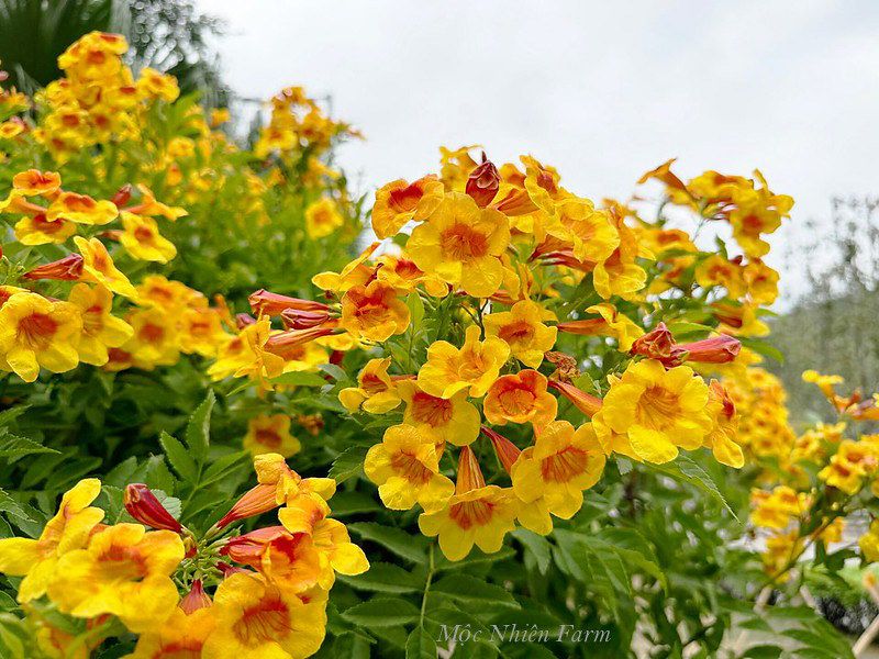 Cây hoàng yến cam