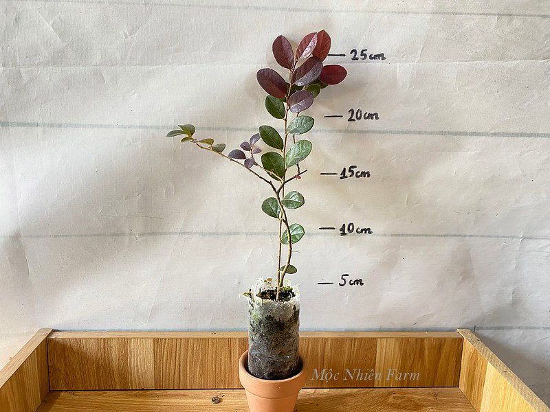 Cây hồng phụng