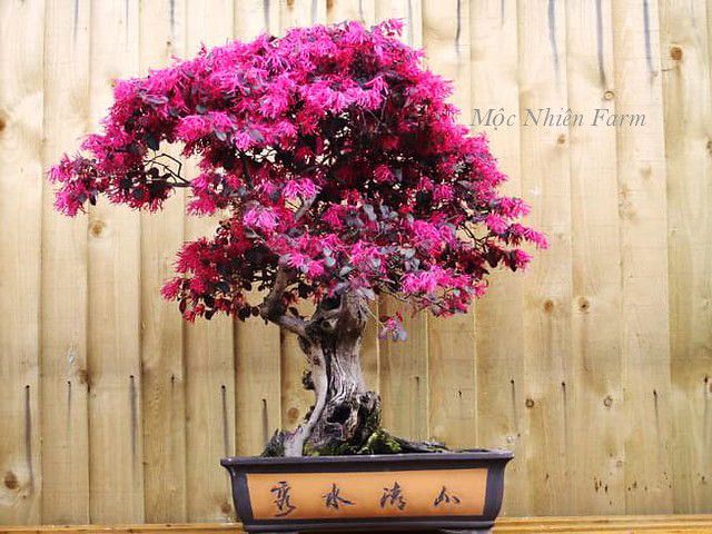 Cây hồng phụng