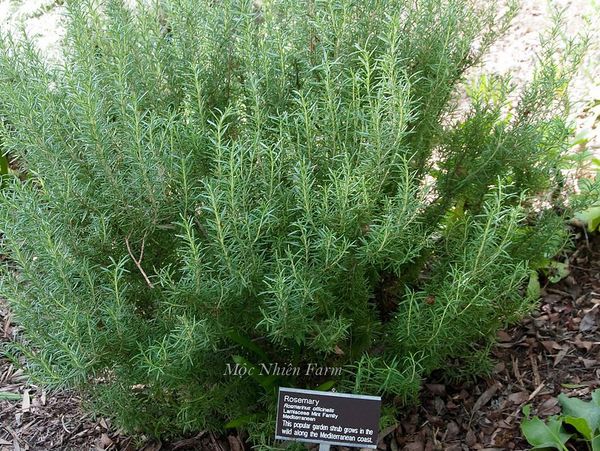  Cây hương thảo (Rosemary) 